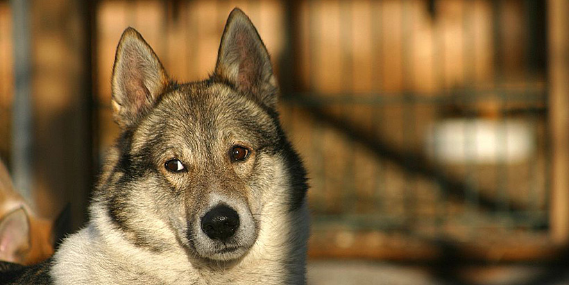 Westsibirischer Laika-Zwinger von Elbenblut