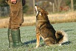Fotogalerie Westsibirischer Laika-Zwinger von Elbenblut - Bitte klicken für Großbild