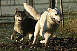 Fotogalerie Westsibirischer Laika-Zwinger von Elbenblut - Bitte klicken für Großbild
