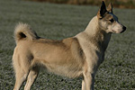 Fotogalerie Westsibirischer Laika-Zwinger von Elbenblut - Bitte klicken für Großbild