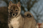 Fotogalerie Westsibirischer Laika-Zwinger von Elbenblut - Bitte klicken für Großbild
