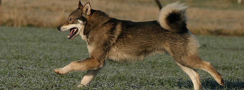 Westsibirischer Laika-Zwinger von Elbenblut