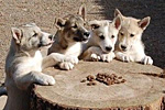 Westsibirischer Laika-Zwinger von Elbenblut