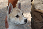 Westsibirischer Laika-Zwinger von Elbenblut