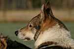 Westsibirischer Laika-Zwinger von Elbenblut