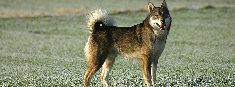 Westsibirischer Laika-Zwinger von Elbenblut