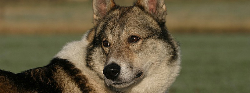 Westsibirischer Laika-Zwinger von Elbenblut