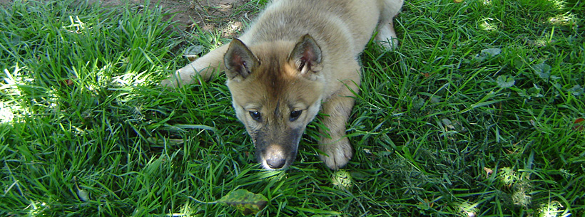 Westsibirischer Laika-Zwinger von Elbenblut